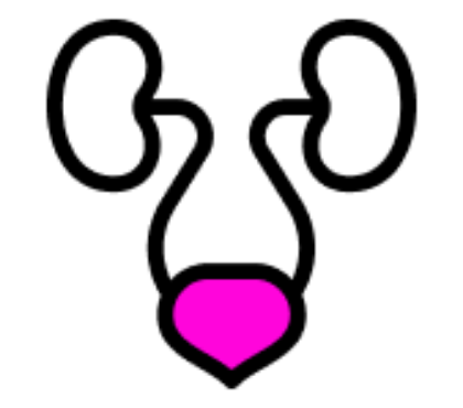 Imagen para la categoría sistema genitourinario y hormonas sexuales